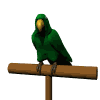 parrot.gif (8578 Byte)